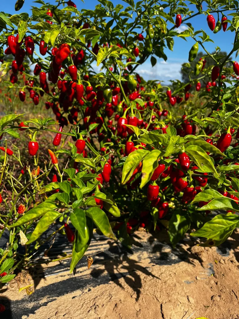 Red Chilli Pepper