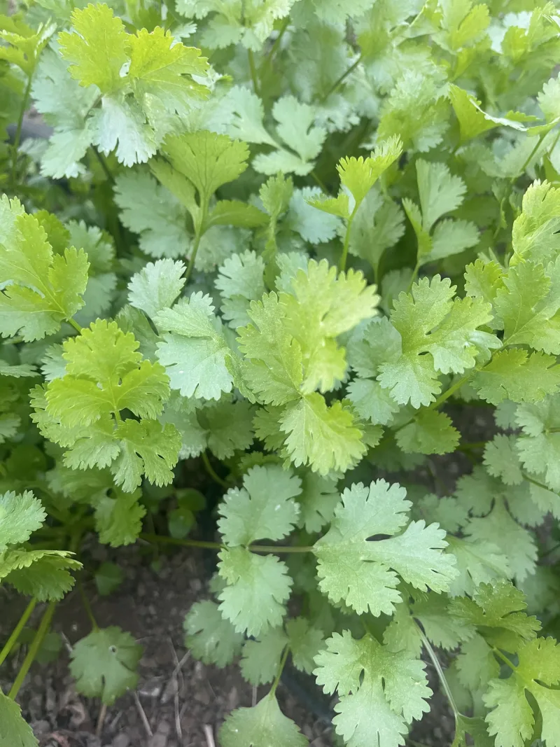 Coriander