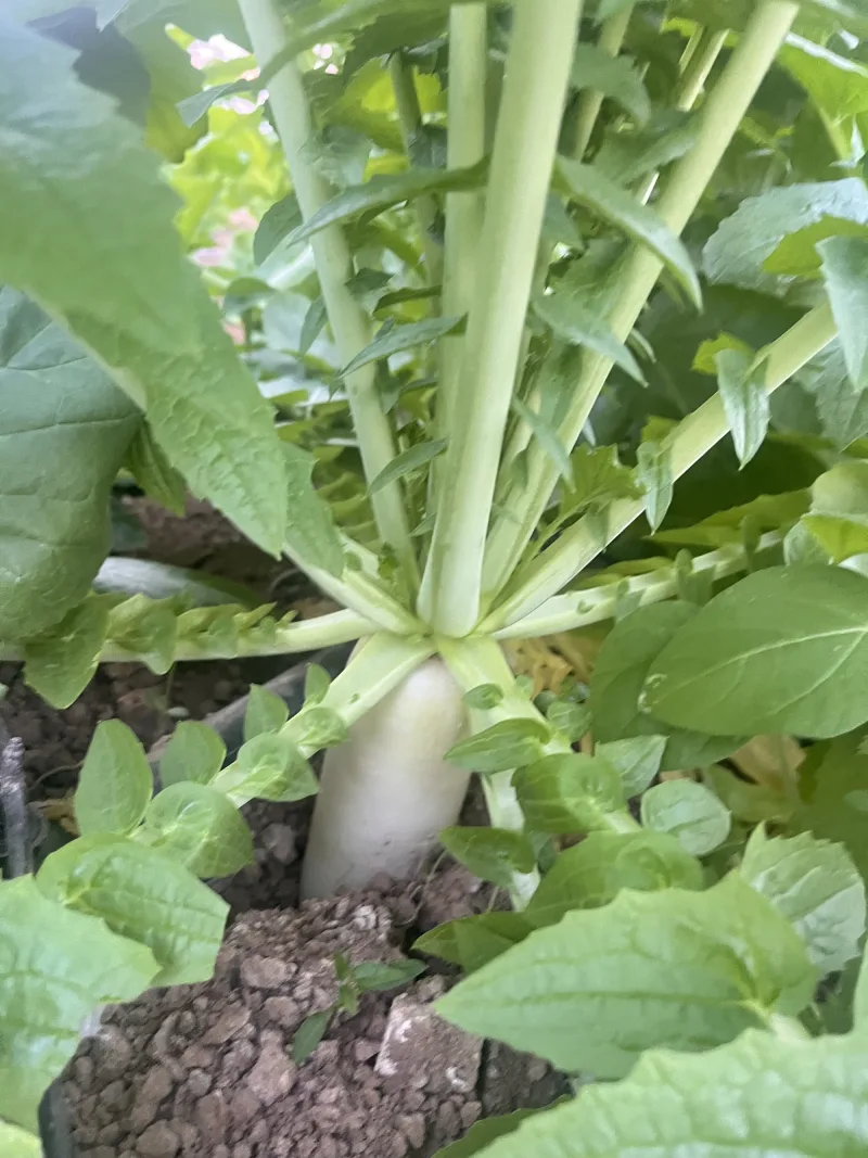 Radish