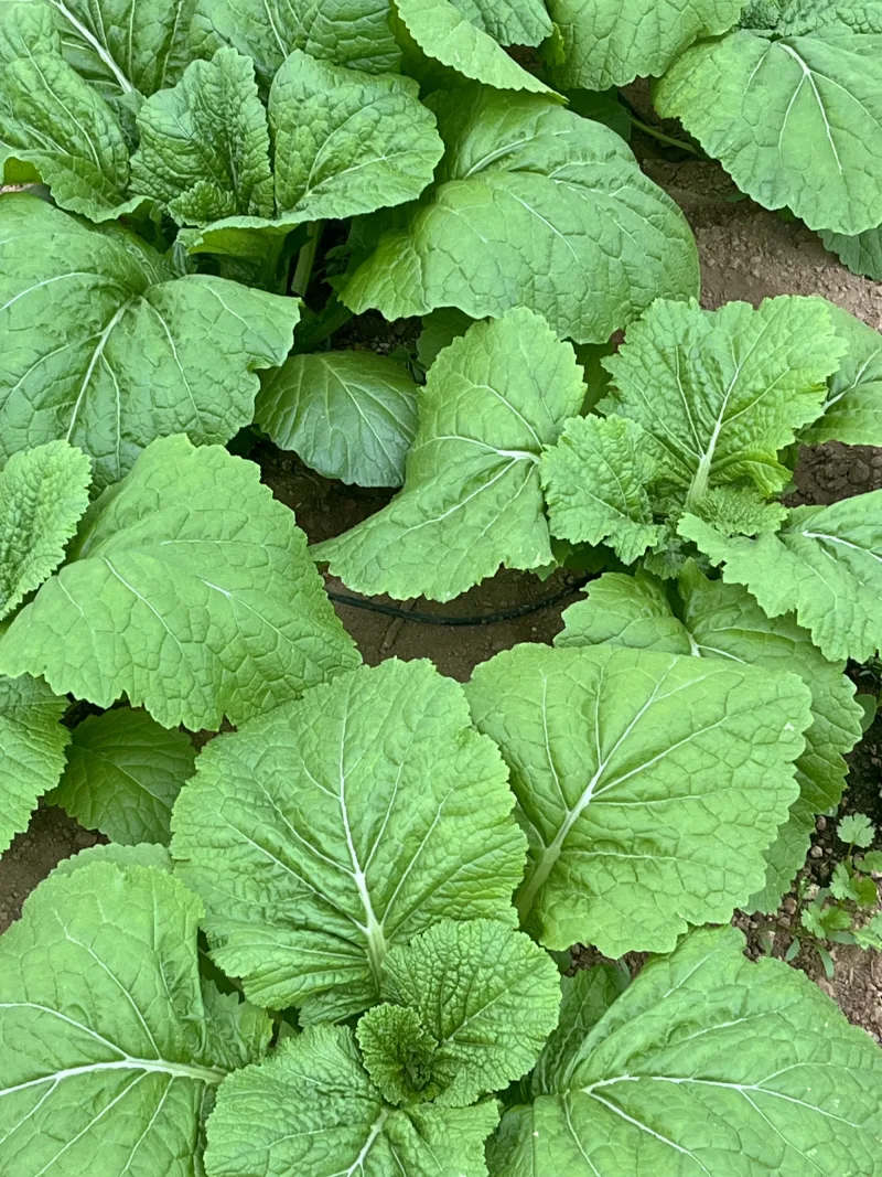 Mustard Greens
