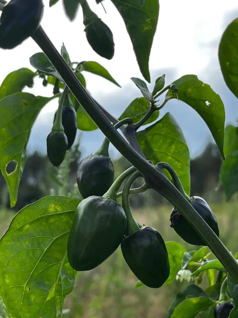 Jalapeno Pepper