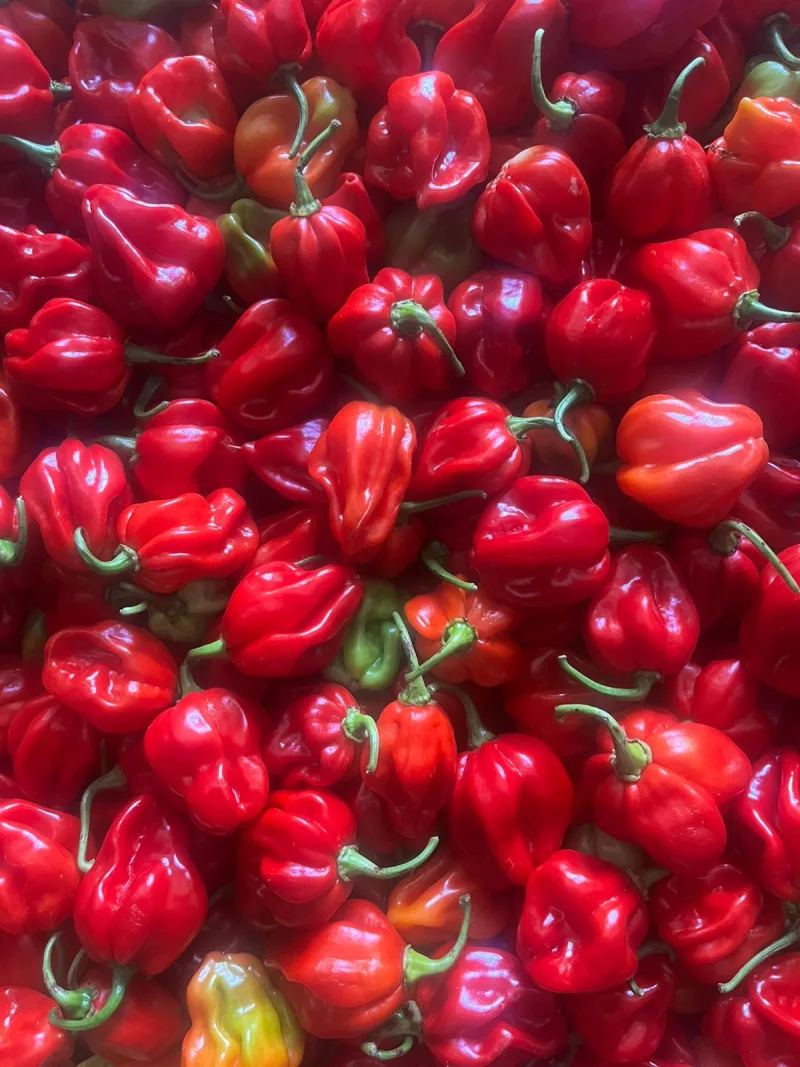 Red Habanero Pepper